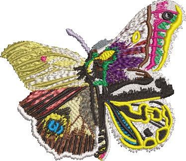 Exotic Butterfly Art