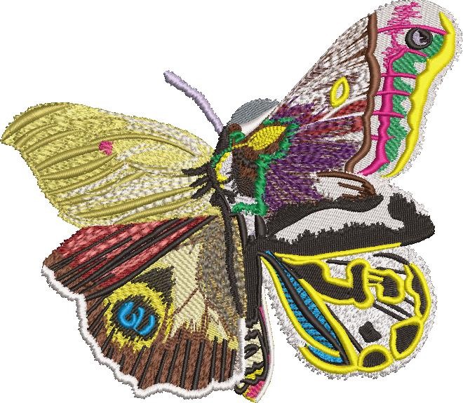Exotic Butterfly Art