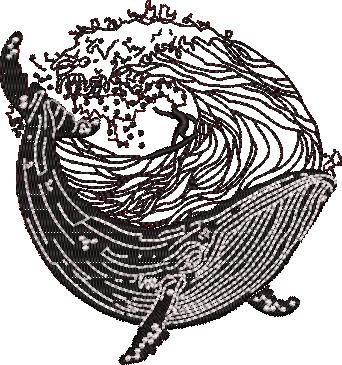 Surfing With A Whale Surfing With A Whale