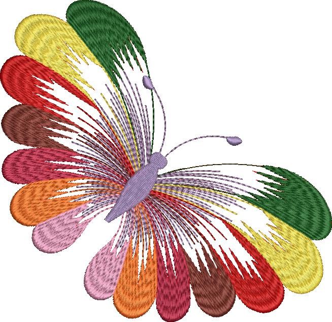 Colourful Butterfly