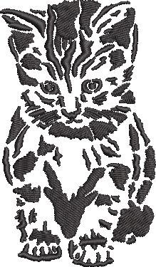 Shy Cat Shy Cat