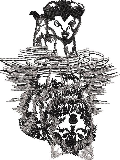 Canine Reflections Wolf Canine Reflections Wolf